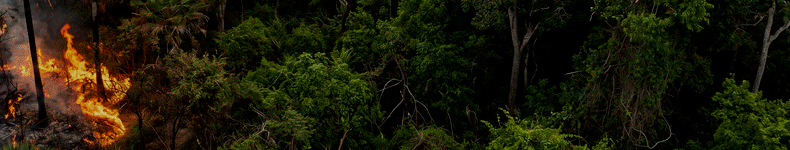 BANNER-QUEIMADAS-790-x-150 BANNER QUEIMADAS 790 x